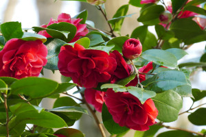 Camellia japonica Blood of China                             
